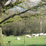Farm 1